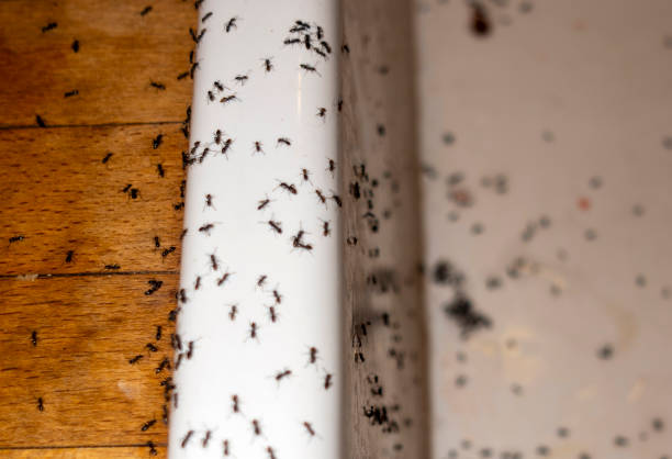 Best Termite Control Services  in Roslyn, NY