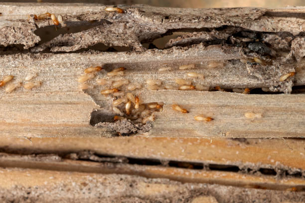Best Pest Removal Services  in Roslyn, NY